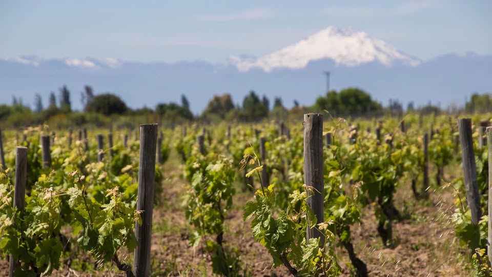 Ministerio de Agricultura anuncia incorporación de regiones y zonas vitivinícolas en el Catastro del SAG