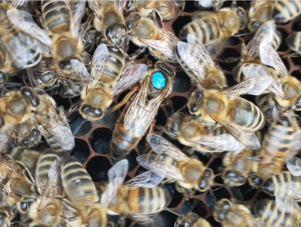 Chile realizó el primer envío de abejas reinas a Centro América