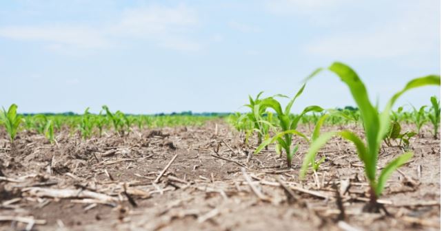 Iniciativas que hacen frente a la escasez de agua en la agricultura