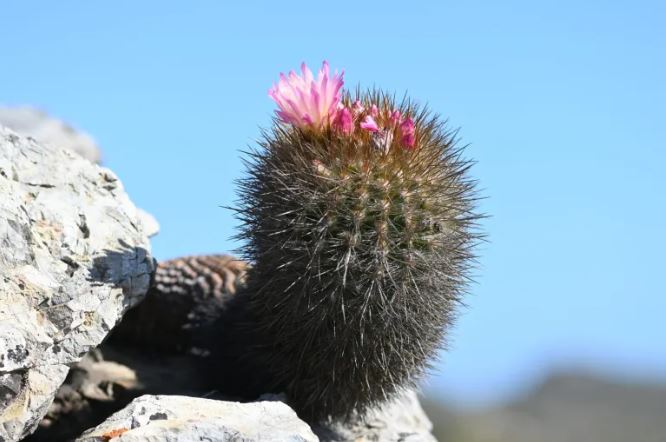 El chilenito: cactus endémico que solo vive en 10 km de la costa chilena
