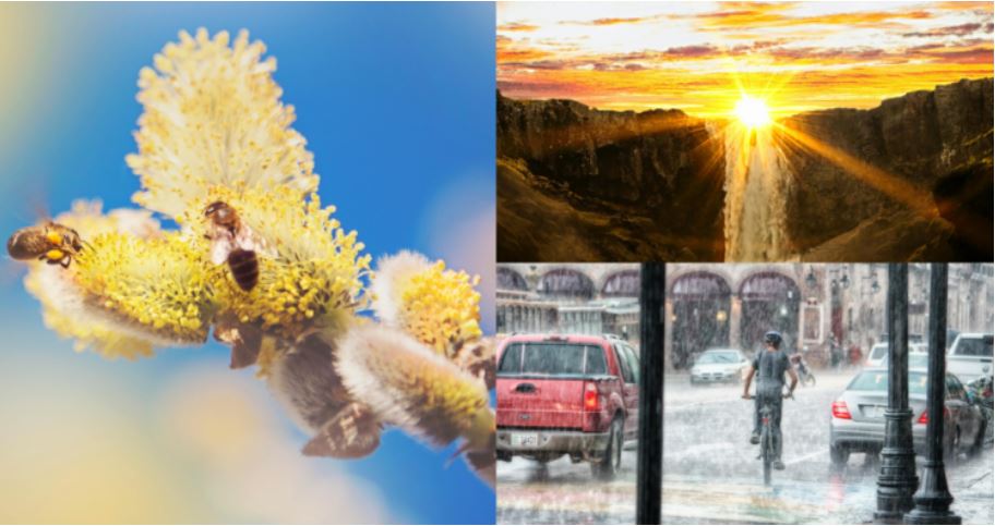 Nueva herramienta de pronóstico de la NOAA evidencia cómo el polen influye en el clima y viceversa