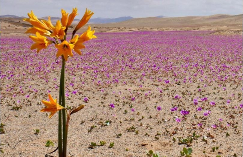 Gracias a lluvias en Atacama: Especialistas ya prevén la llegada del Desierto Florido durante los próximos meses