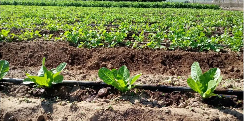 CNR incentiva la eficiencia hídrica en pequeños agricultores y cooperativas del Norte Chico