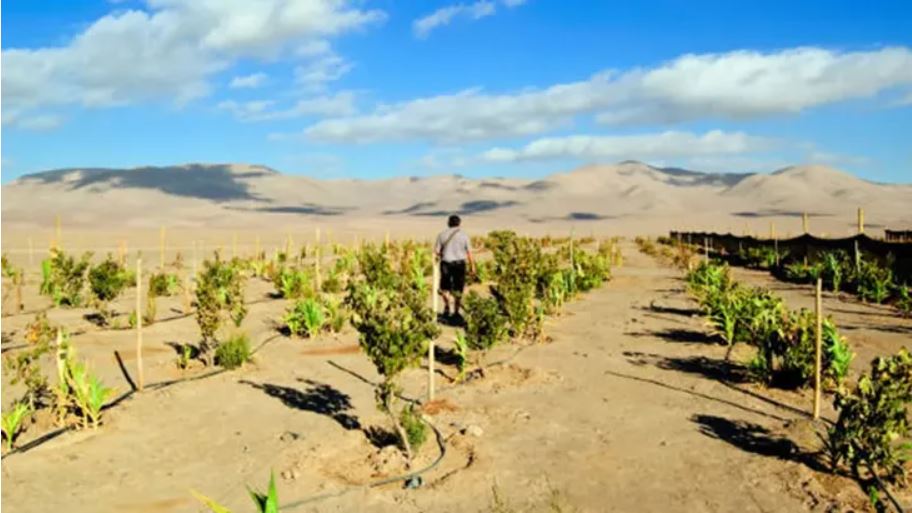 Atacama transforma su desierto: Agricultura sostenible con lechugas cultivadas de la niebla