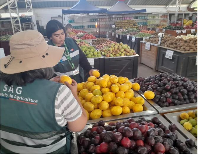 SAG refuerza fiscalizaciones por aumento de presión de entrada de mosca de la fruta a Atacama