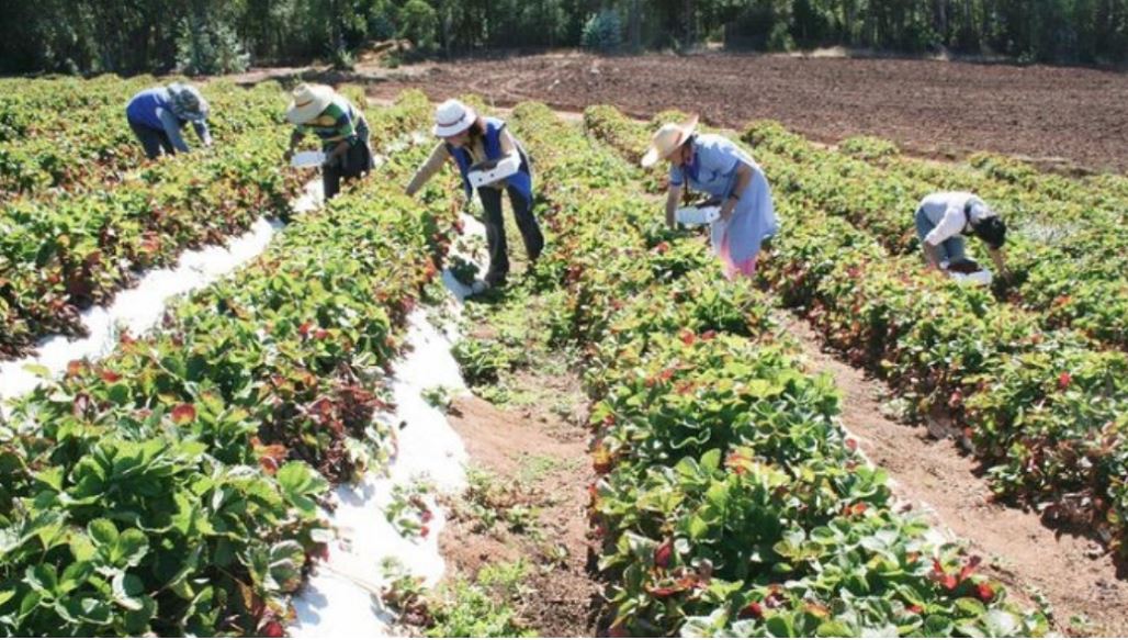 Nuevo estudio: las tecnologías de agricultura digital crecen tres veces más rápido que el promedio ante el desafío de la seguridad alimentaria global