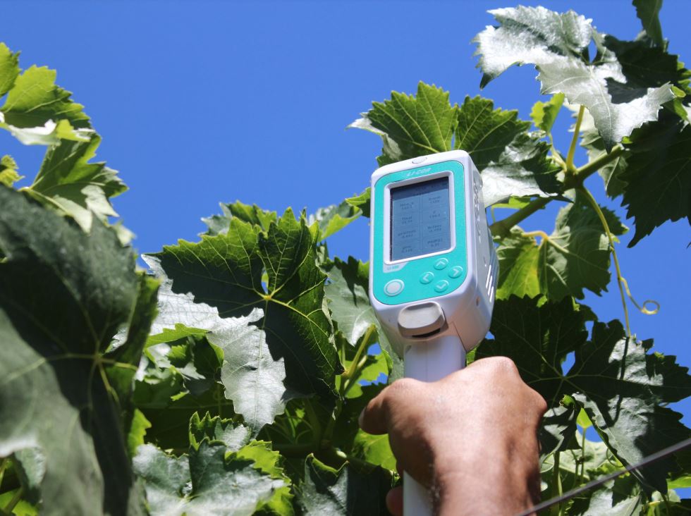 Tecnologías para optimizar el recurso hídrico y uso de fertilizantes entre productores de uva de mesa