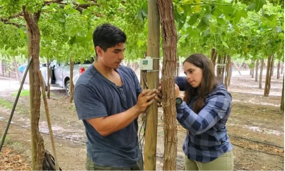 INIA y Corfo lanzan proyecto pionero para optimizar el uso de agua en uva de mesa con tecnologías de sensores