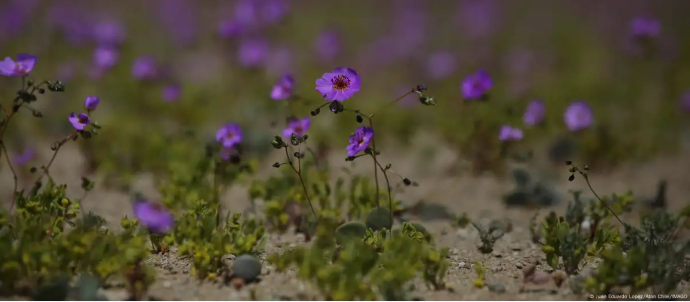 "Pata de Guanaco": la flor que vence la sequía del desierto