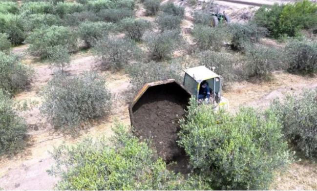 Lodos benéficos: El suelo agrícola se nutre con esta iniciativa de Nueva Atacama