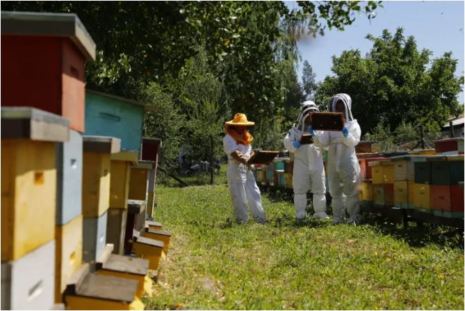 SAG llama a apicultores/as a registrarse para proteger sus abejas