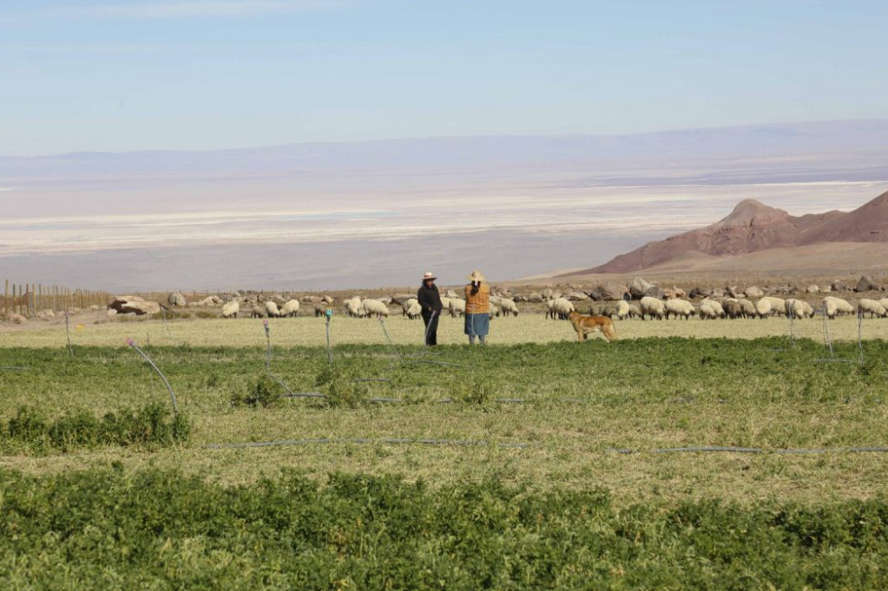 Gran proyecto regional para productores caprinos