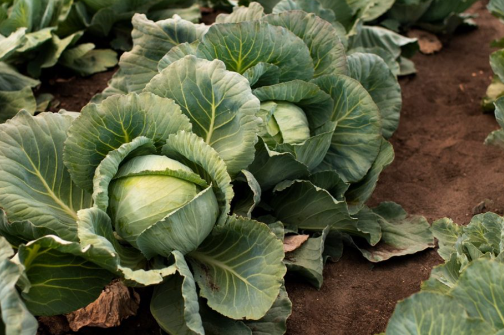 Aprender de la sequía: Atacama planifica el agua más allá de la temporada