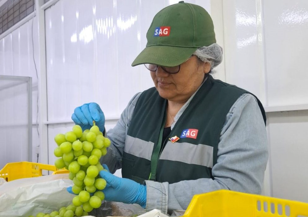 SAG informa requisitos fitosanitarios ante inicio de exportaciones de uva de mesa en Atacama