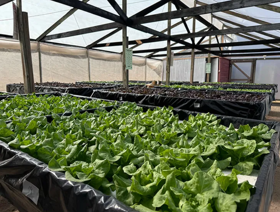 Atacama: Cómo cultivar con 90% menos agua en el desierto más seco del mundo