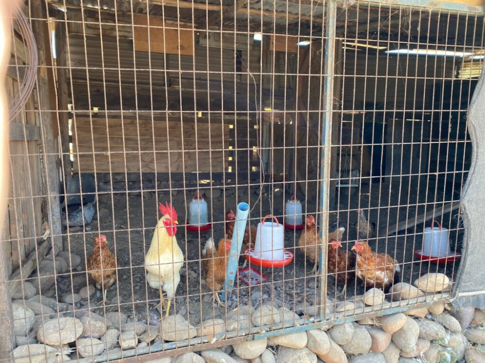 Por brotes de influenza aviar en Argentina y Uruguay: SAG refuerza vigilancia