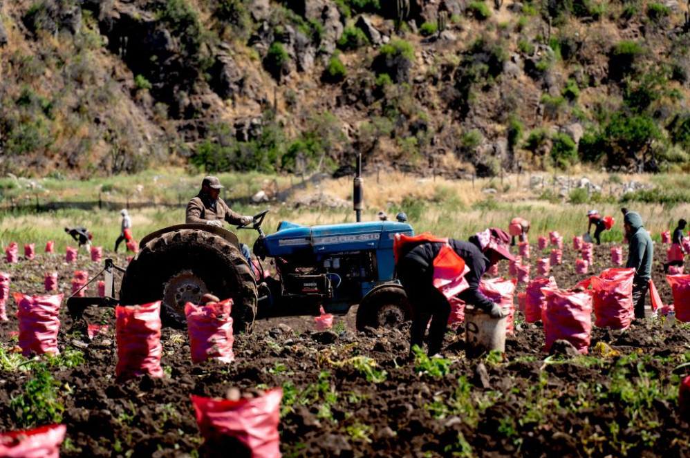 PRODESAL se actualiza: más apoyo para tu desarrollo productivo