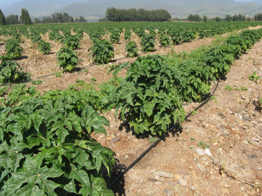 Invitan a pequeños agricultores y usuarios de aguas a postular al primer concurso de obras civiles y tecnificación