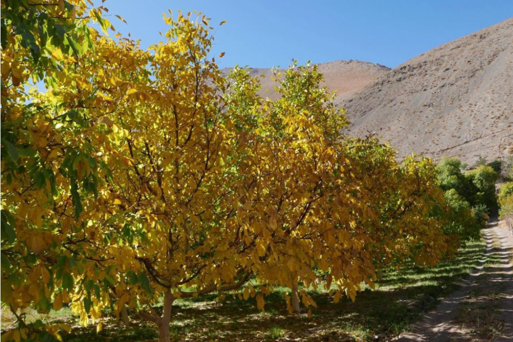 INIA Intihuasi entrega recomendaciones para el manejo de frutales tras las intensas lluvias