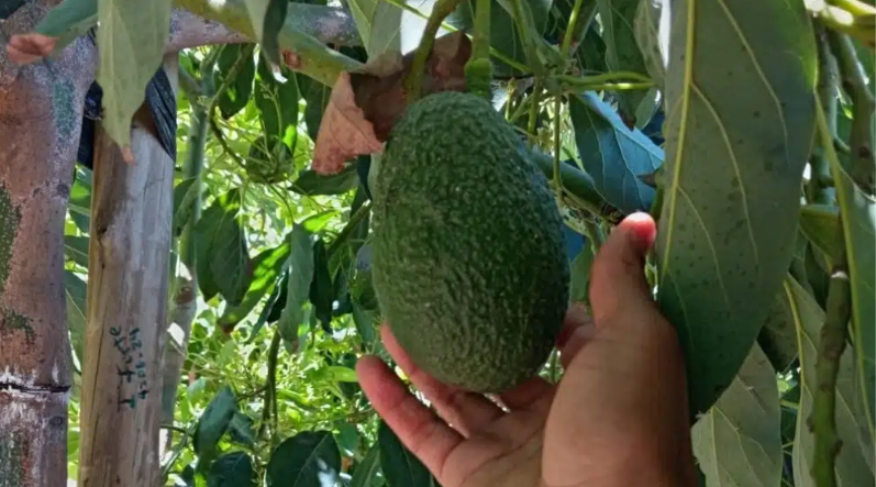 Región de Atacama impulsa nuevas alternativas agrícolas con paltos y cerezos