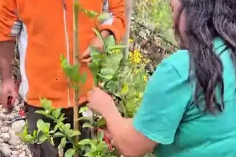 INIA Intihuasi: Fortaleciendo el manejo de los cítricos en Atacama
