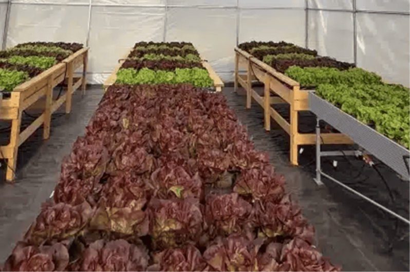 Inia Intihuasi: Adaptar el manejo del invernadero a las condiciones de cada temporada también es parte de una producción eficiente en Atacama
