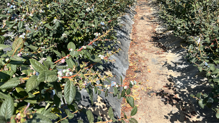 ¿Un arándano atacameño? El gremio de los agricultores plantea un gran proyecto para regar el desierto.